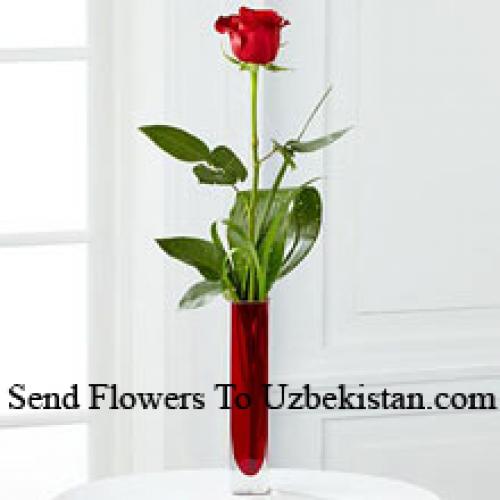 Cute Single Red Rose