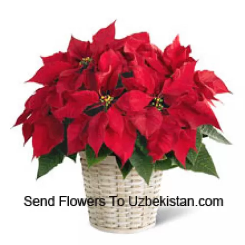 Une poinsettia pimpante, colorée et durable dans un panier. (Veuillez noter que nous nous réservons le droit de substituer tout produit par un produit approprié de valeur égale en cas de non-disponibilité d'un certain produit)