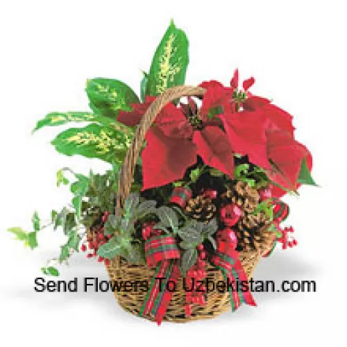 Deze langdurige feestelijke planter bevat een assortiment stevige indoor groene planten gecombineerd met een feestelijke mini-kerstster en versierd met dennenappels en accenten. (Let op: we behouden het recht om elk product te vervangen door een geschikt product van gelijke waarde in geval van niet-beschikbaarheid van een bepaald product)