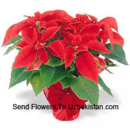 A worldwide holiday tradition! Poinsettias are a thoughtful way to say 'Happy Holidays' and add a long-lasting splash of color to any decor (Please Note That We Reserve The Right To Substitute Any Product With A Suitable Product Of Equal Value In Case Of Non-Availability Of A Certain Product)