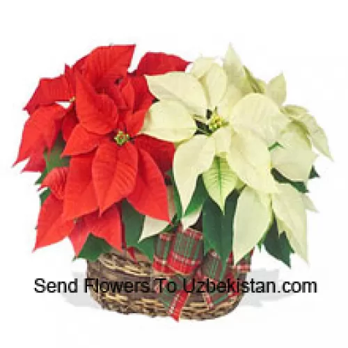 Deux poinsettias colorés et durables combinés dans un panier pour un cadeau de vacances élégant ! L'un est rouge, et l'autre est blanc, rose, ou une autre couleur populaire. (Veuillez noter que nous nous réservons le droit de substituer tout produit par un produit approprié de valeur égale en cas de non disponibilité d'un certain produit)